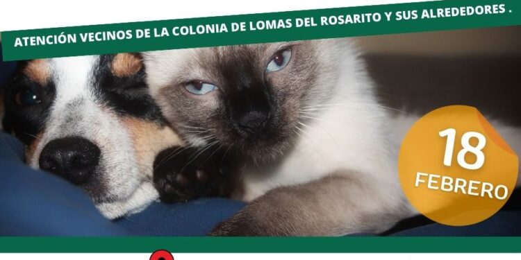 Este próximo domingo 18 de febrero se llevará a cabo campañas de Esterilización Canina y Felina