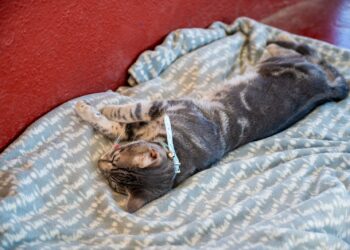 Dirección Municipal de Salud desarrolla campañas de esterilización de manera gratuita para perros y gatos