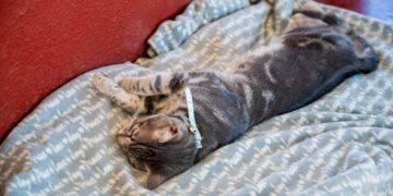 Dirección Municipal de Salud desarrolla campañas de esterilización de manera gratuita para perros y gatos