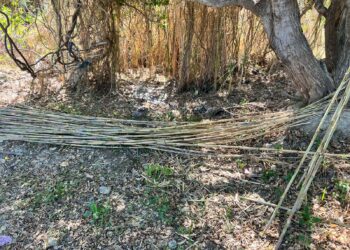 Autoridades del Gobierno de Los Cabos, fortalecieron los operativos en zonas relevantes de la Reserva Ecológica Estatal Estero San José del Cabo (REEESJC)