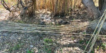 Autoridades del Gobierno de Los Cabos, fortalecieron los operativos en zonas relevantes de la Reserva Ecológica Estatal Estero San José del Cabo (REEESJC)