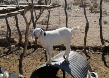 Atiende Ayuntamiento de La Paz casos de mortandad de ganado en Paso de Iritú