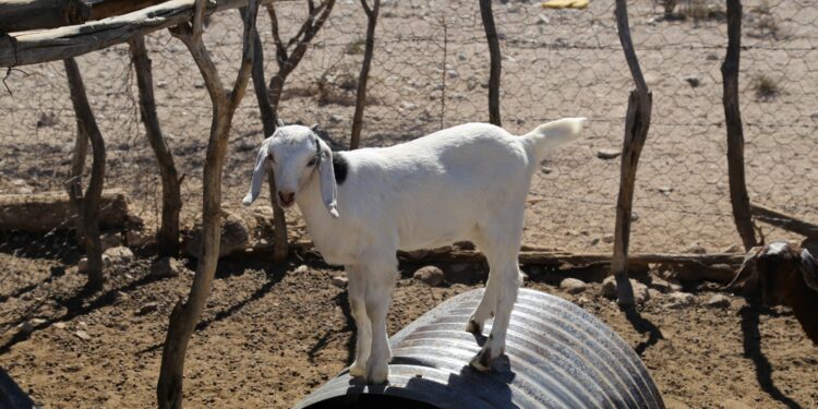Atiende Ayuntamiento de La Paz casos de mortandad de ganado en Paso de Iritú