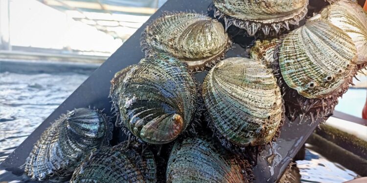 FINALIZA VEDA DE ABULÓN EN LA ZONA II Y III DE BCS