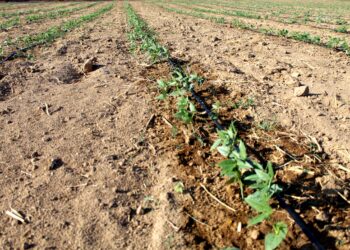 SEPADA PROMUEVE EL CUIDADO DEL AGUA EN EL USO AGRICOLA 