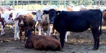 CAPACITAN A PRODUCTORES Y TÉCNICOS PECUARIOS EN MANEJO DE TUBERCULOSIS BOVINA