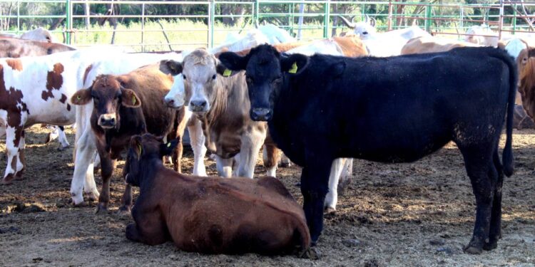 CAPACITAN A PRODUCTORES Y TÉCNICOS PECUARIOS EN MANEJO DE TUBERCULOSIS BOVINA