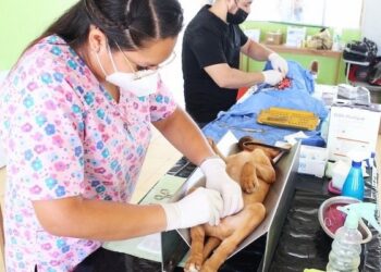 SALUD EN 2023 APLICÓ MÁS DE 11 MIL CIRUGÍAS DE ESTERILIZACIÓN CANINA Y FELINA