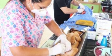 SALUD EN 2023 APLICÓ MÁS DE 11 MIL CIRUGÍAS DE ESTERILIZACIÓN CANINA Y FELINA