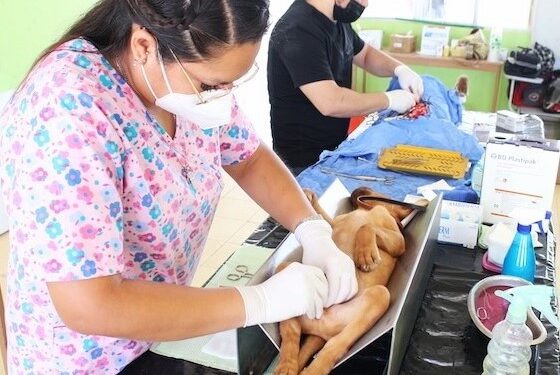 SALUD EN 2023 APLICÓ MÁS DE 11 MIL CIRUGÍAS DE ESTERILIZACIÓN CANINA Y FELINA