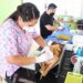 SALUD EN 2023 APLICÓ MÁS DE 11 MIL CIRUGÍAS DE ESTERILIZACIÓN CANINA Y FELINA