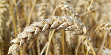 APOYA SEPADA A PRODUCTORES DE COMONDÚ PARA AUMENTAR PRODUCCIÓN DE GRANOS Y EFICIENTAR EL AGUA