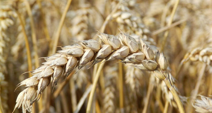 APOYA SEPADA A PRODUCTORES DE COMONDÚ PARA AUMENTAR PRODUCCIÓN DE GRANOS Y EFICIENTAR EL AGUA