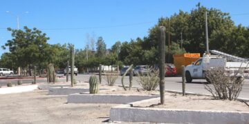 Reforesta Servicios Públicos con más de 300 ejemplares el bulevar Agustín Olachea