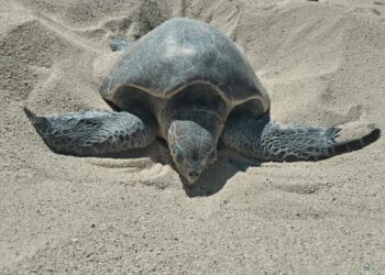 Se redoblan los recorridos en la costa, principalmente por zonas identificadas con mayores llegadas de tortugas marinas para sus anidaciones