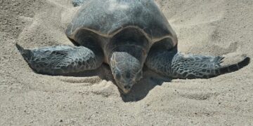 Se redoblan los recorridos en la costa, principalmente por zonas identificadas con mayores llegadas de tortugas marinas para sus anidaciones