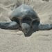 Se redoblan los recorridos en la costa, principalmente por zonas identificadas con mayores llegadas de tortugas marinas para sus anidaciones