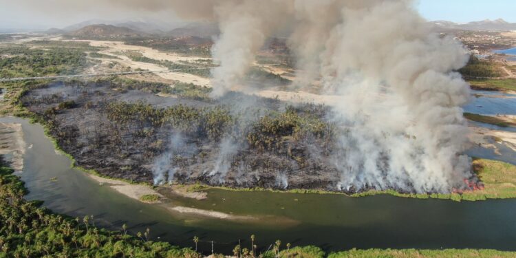 La Coordinación Municipal de la Reserva Ecológica Estatal Estero San José del Cabo realizaran el primer reporte al Centro de Comando y Control C2
