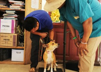 Campañas de Esterilización Canina y Felina de este 2024