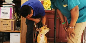 Campañas de Esterilización Canina y Felina de este 2024