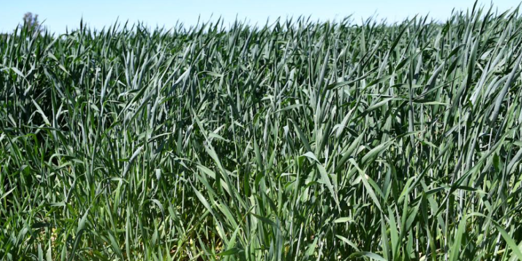 COORDINAN ESTRATEGIAS CONTRA EL CARBÓN PARCIAL DEL TRIGO EN EL VALLE DE SANTO DOMINGO