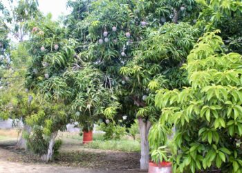 CONTINÚAN A LA BAJA BROTES DE MOSCA DE LA FRUTA EN ZONA SUR DE BCS