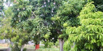 CONTINÚAN A LA BAJA BROTES DE MOSCA DE LA FRUTA EN ZONA SUR DE BCS
