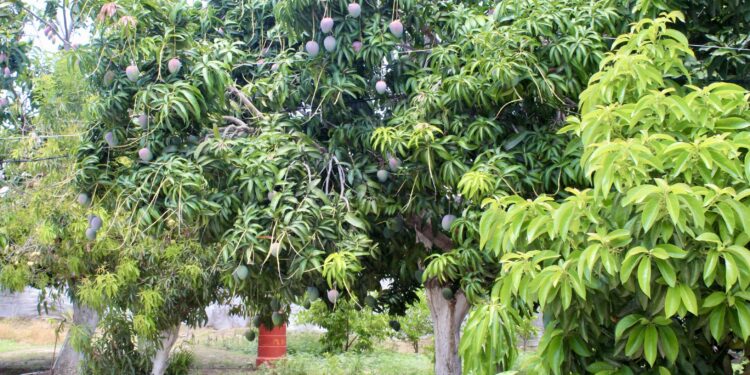 CONTINÚAN A LA BAJA BROTES DE MOSCA DE LA FRUTA EN ZONA SUR DE BCS