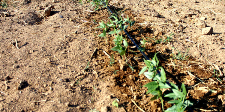 ESTIMAN 36 MIL HECTÁREAS PARA USO AGRÍCOLA EN BCS