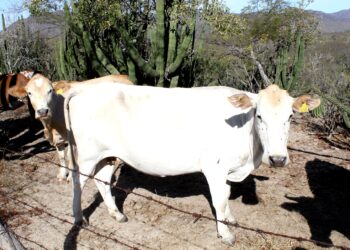 DESTACA SEPADA LABOR DEL SECTOR GANADERO EN BCS