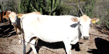 DESTACA SEPADA LABOR DEL SECTOR GANADERO EN BCS