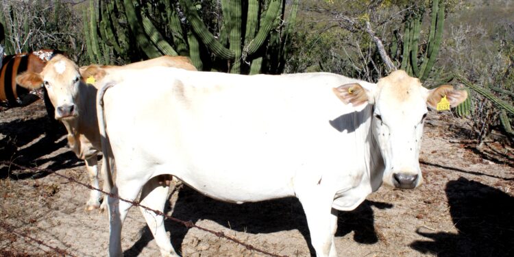 DESTACA SEPADA LABOR DEL SECTOR GANADERO EN BCS