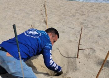 Pusieron en resguardo 405 huevos de tortugas marinas localizadas en diversas zonas del municipio.