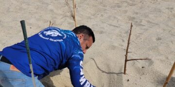Pusieron en resguardo 405 huevos de tortugas marinas localizadas en diversas zonas del municipio.