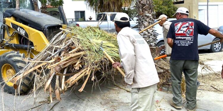 Con extensas jornadas y guardias permanentes labora el equipo de la Coordinación de Servicios Públicos en Cabo San Lucas, se ha logrado recabar 48 toneladas diariamente