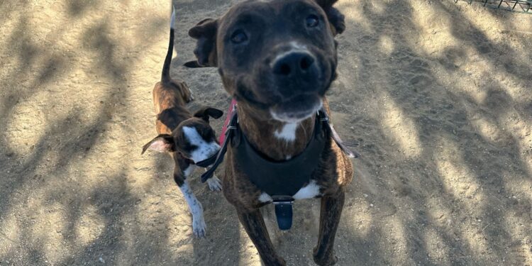 El Plan de Desarrollo Municipal 2021-2024 señala como meta 2 mil esterilizaciones caninas y felinas anuales