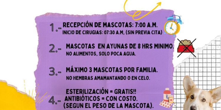 Las Campañas de Esterilización Canina y Felina gratuitas son una estrategia efectiva para disminuir la sobrepoblación de animales en situación de calle y abandono