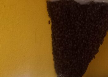 Implementan estrategias que promueven la protección de las abejas para beneficio del ecosistema. 