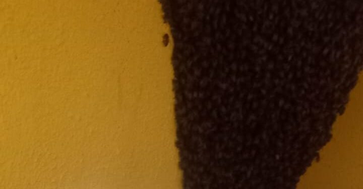 Implementan estrategias que promueven la protección de las abejas para beneficio del ecosistema. 