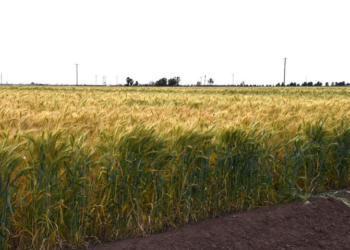 RECONOCE SEPADA ORGANIZACIÓN DE PRODUCTORES DE TRIGO DEL VALLE DE SANTO DOMINGO
