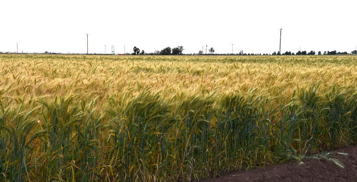 RECONOCE SEPADA ORGANIZACIÓN DE PRODUCTORES DE TRIGO DEL VALLE DE SANTO DOMINGO