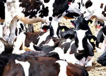 INICIARÁ SEPADA BARRIDO CONTRA LA TUBERCULOSIS BOVINA EN LOS CABOS