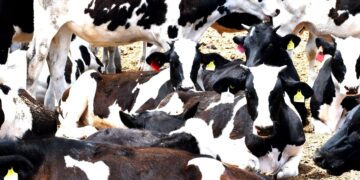 INICIARÁ SEPADA BARRIDO CONTRA LA TUBERCULOSIS BOVINA EN LOS CABOS