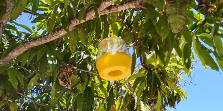 CONTINÚAN TRABAJOS PARA ERRADICAR MOSCA DE LA FRUTA EN BCS