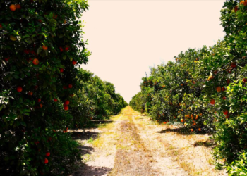 BCS PRODUCE MÁS DE 59 MIL TONELADAS DE NARANJA ANUALMENTE