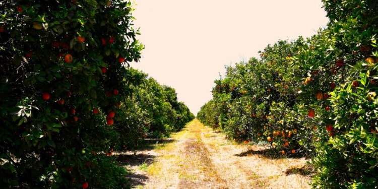 BCS PRODUCE MÁS DE 59 MIL TONELADAS DE NARANJA ANUALMENTE