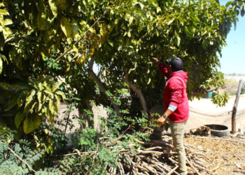 SEPADA BUSCA INNOVAR COMITÉ DE SANIDAD VEGETAL PARA EFICIENTAR CAMPAÑAS