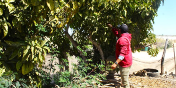 SEPADA BUSCA INNOVAR COMITÉ DE SANIDAD VEGETAL PARA EFICIENTAR CAMPAÑAS