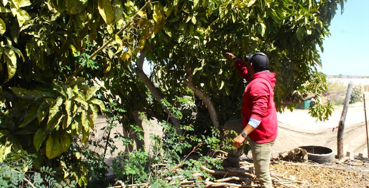 SEPADA BUSCA INNOVAR COMITÉ DE SANIDAD VEGETAL PARA EFICIENTAR CAMPAÑAS