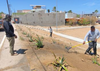 El programa de reforestación continúa de manera permanente